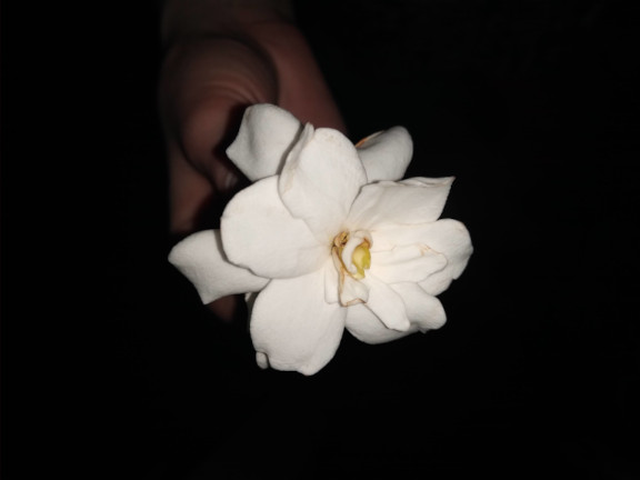 A hand holding a Cape Jasmine flower